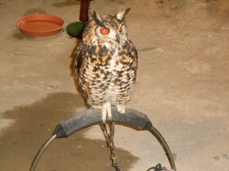 larochelechateauroofvogelshow.jpg