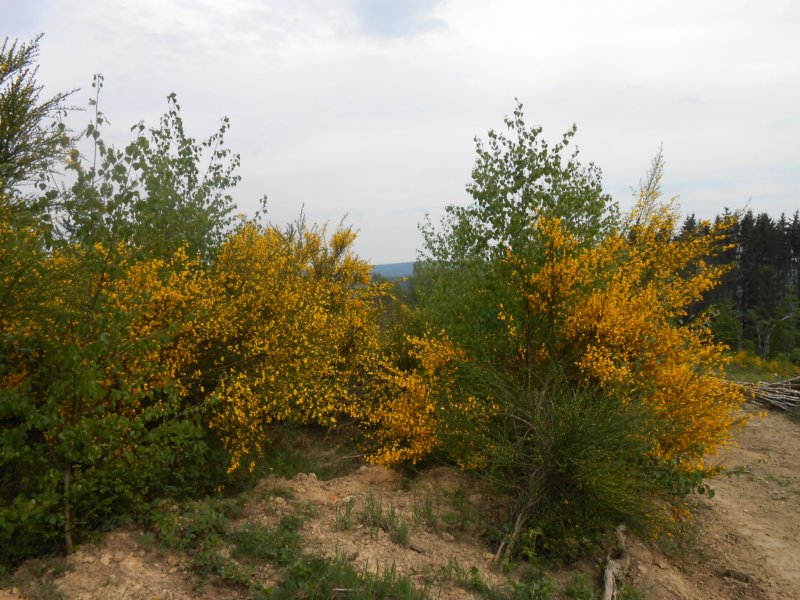 wandelingnisramont12.jpg