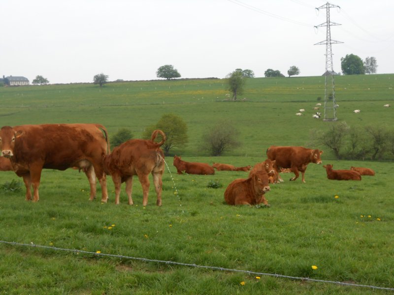 wandelingnisramont9.jpg