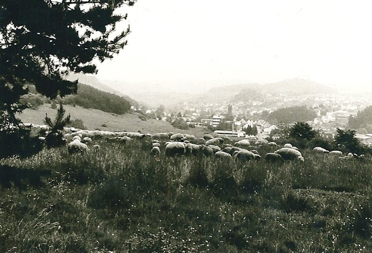 eifelgerolsteinwandeling6.jpg