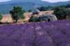 luberonmallemorteluberonsauvage_small.jpg