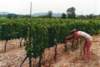 luberonmallemortevinoble2_small.jpg