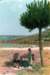 heraultlacdusalagou2_small.jpg