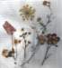gedroogdebloemen_small.jpg