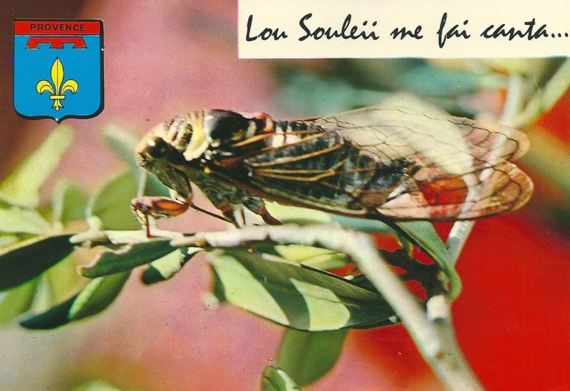 fontainedevaucluselacigaledeprovence.jpg