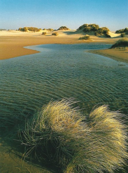 blankenbergenatuurreservaathetzwin.jpg