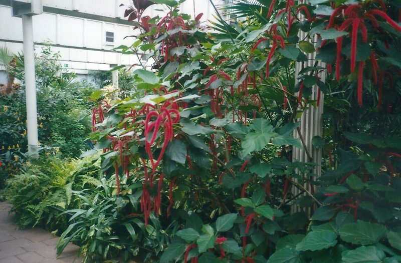 vlindertuinkattenstaarten.jpg