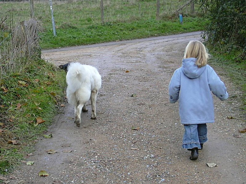 ksippenaekengabienbor.jpg