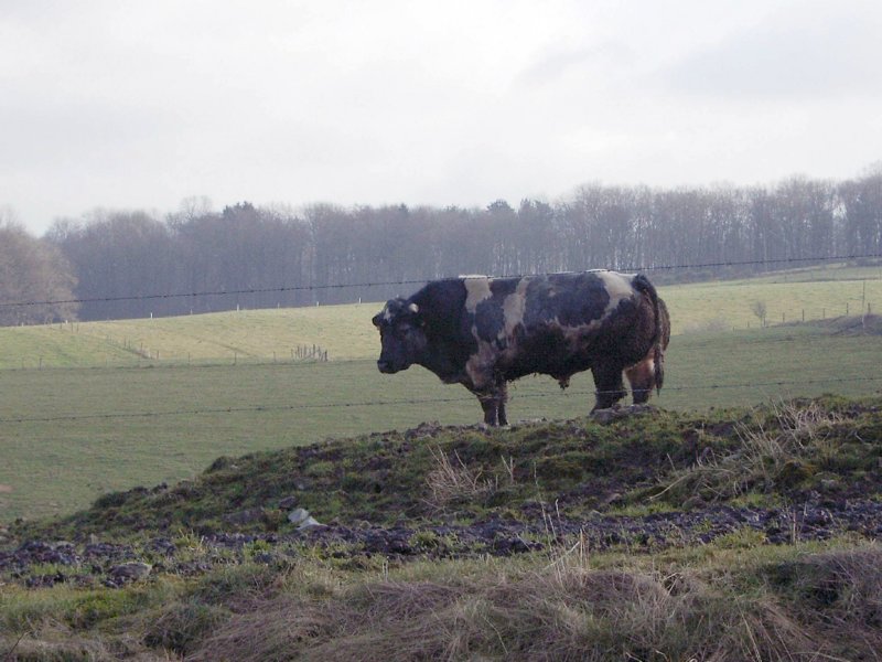 wandeling4.jpg