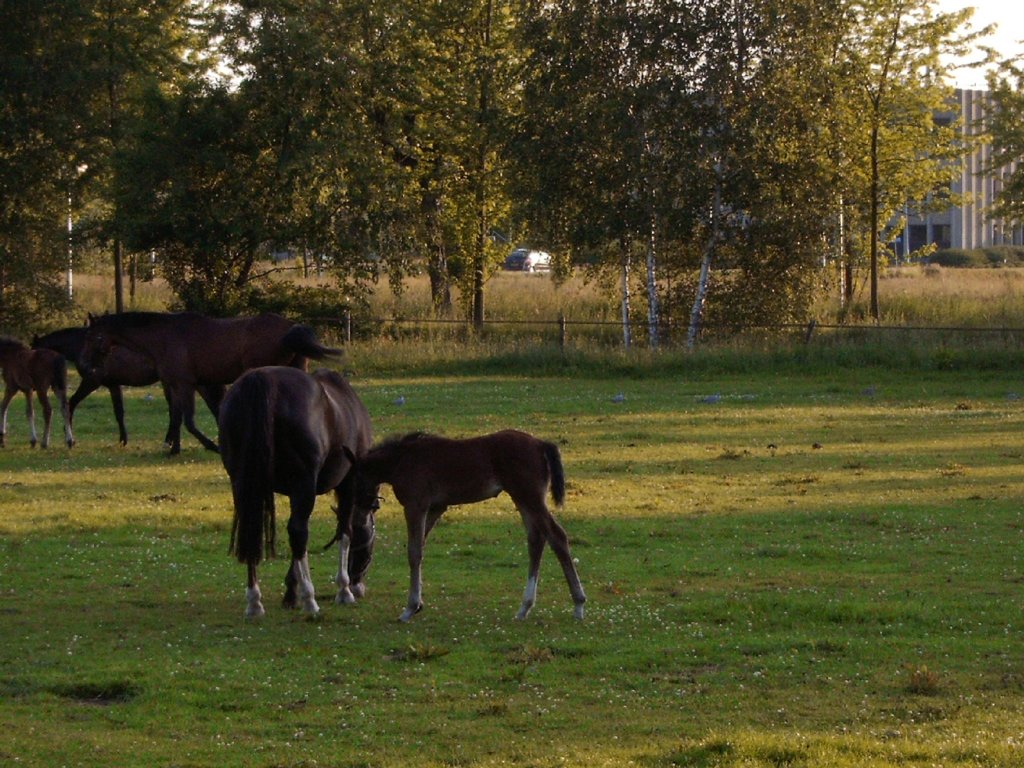 avondvierdaagselangsweilanden.jpg