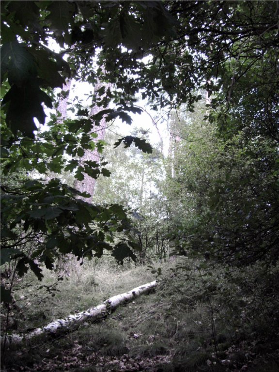 natuur.jpg