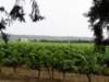 cucuronuitzichtopvignoble_small.jpg
