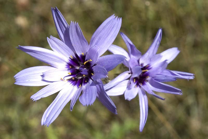 aprachtigebloemenaanderandenvandekloof.jpg