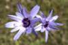 aprachtigebloemenaanderandenvandekloof_small.jpg