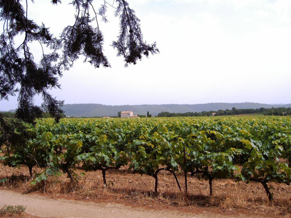 randoneecucuronvignoble.jpg