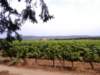 randoneecucuronvignoble_small.jpg