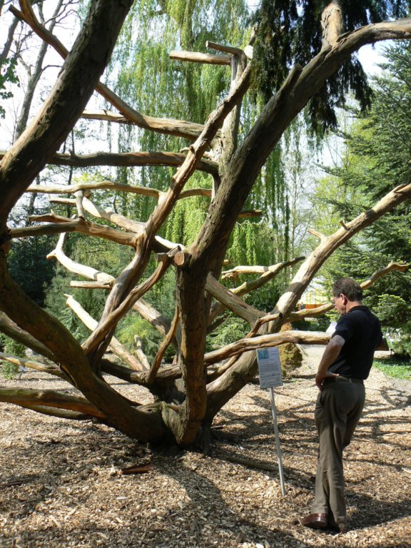 botanischetuinkaletaxus.jpg