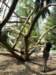 botanischetuinkaletaxus_small.jpg