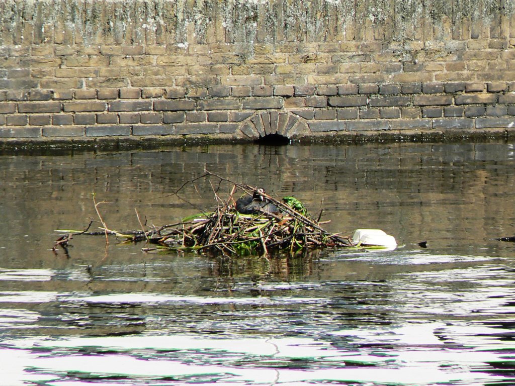 nestwaterhoentje.jpg