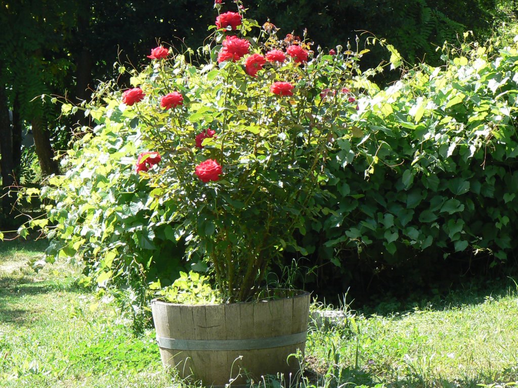 campingmetveelbloemen.jpg