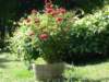 campingmetveelbloemen_small.jpg