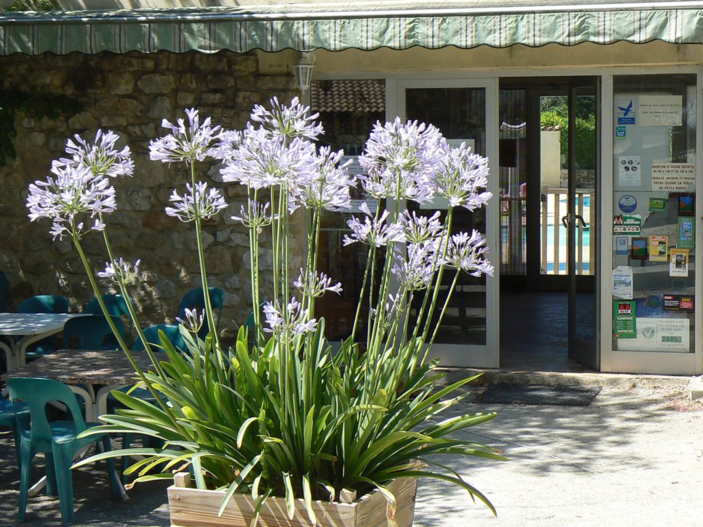 campingagapanthus.jpg