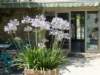 campingagapanthus_small.jpg