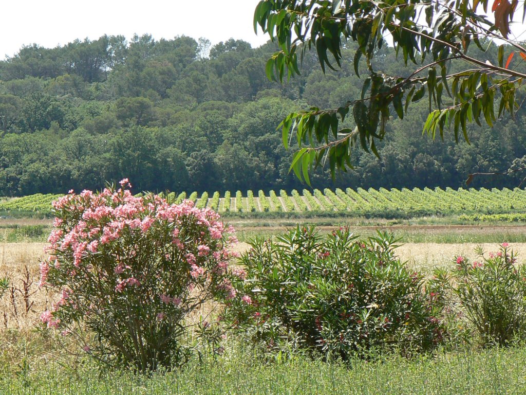 wandelingnaararpaillargues.jpg