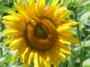 wandelingtournesol_small.jpg