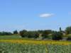 wandelingtournesols_small.jpg