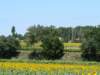 wandelingtournesolveld_small.jpg