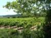 wandelingvignobles_small.jpg