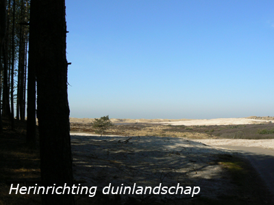 duinlandschap