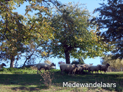 schapen